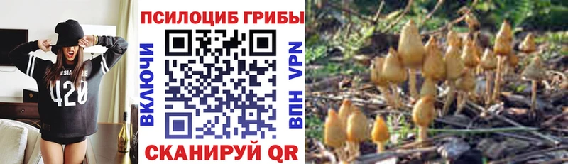 Купить  Унеча  Галлюциногенные грибы Psilocybine cubensis 